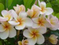 /album/o-nosso-trabalho/plumeria-branca-com-miolo-amarelo-jpg/